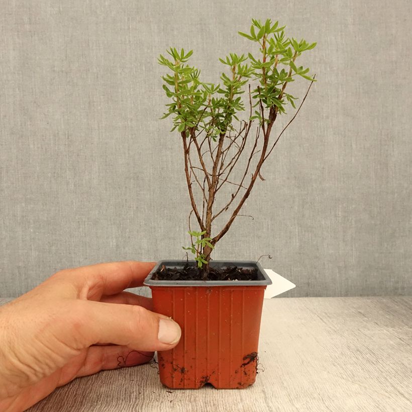 Esimerkki keväällä toimitetusta Pensashanhikki Mango Tango Godet de 8/9 cm-taimesta