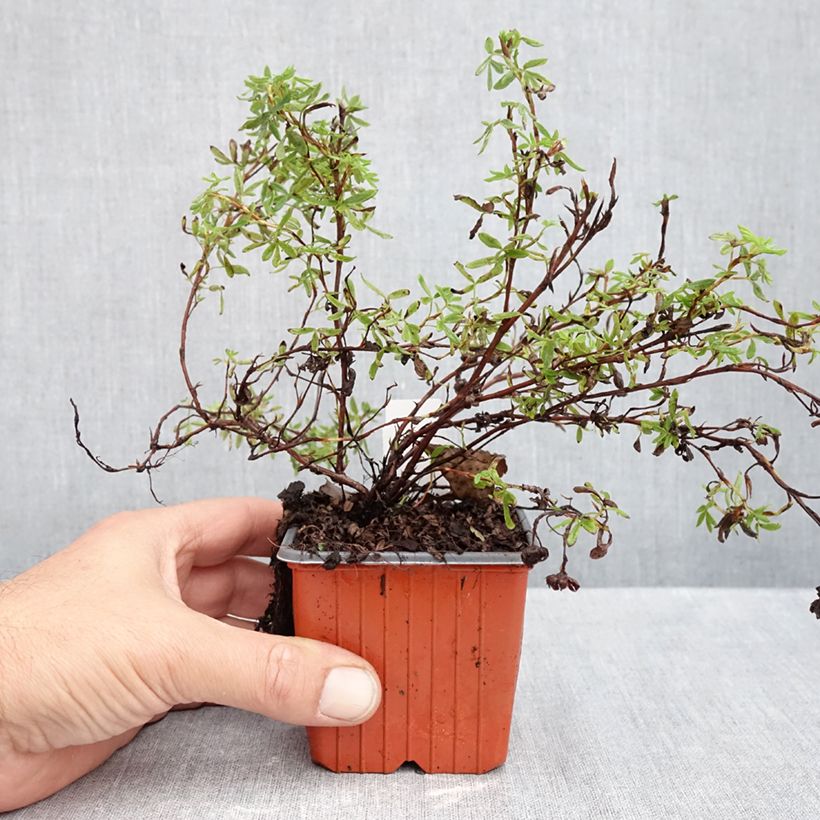 Esimerkki syksyllä toimitetusta Pensashanhikki Marian Red Robin 8/9 cm taimiruukku-taimesta