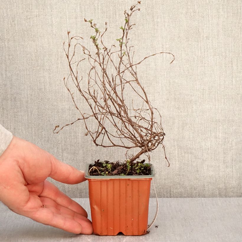 Esimerkki keväällä toimitetusta Pensashanhikki Marian Red Robin Taimiruukku 8/9 cm-taimesta
