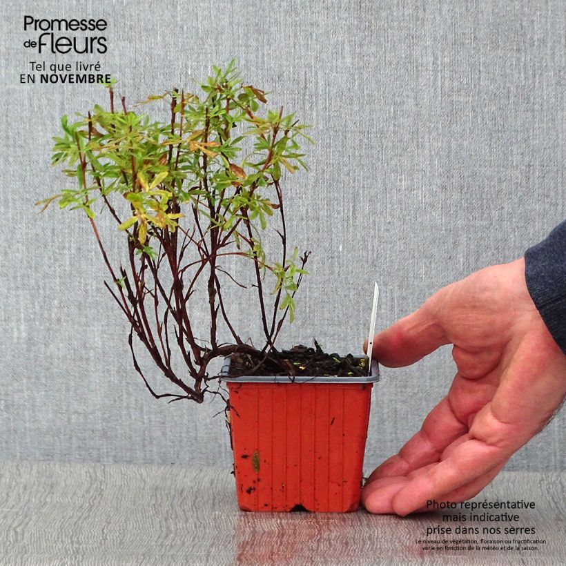 Esimerkki syksyllä toimitetusta Pensashanhikki Pink Paradise 8/9 cm taimiruukku-taimesta