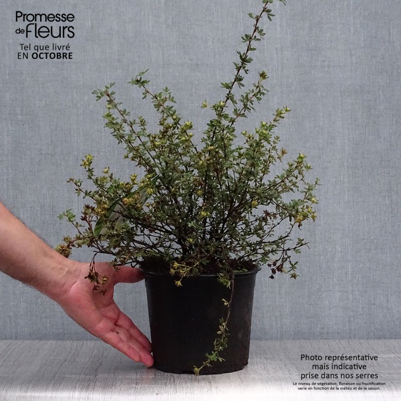 Esimerkki syksyllä toimitetusta Pensashanhikki Primrose Beauty 2 litran/3 litran ruukku-taimesta