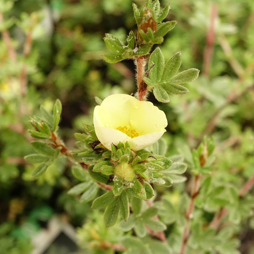Pensashanhikki Primrose Beauty (Kukinta)