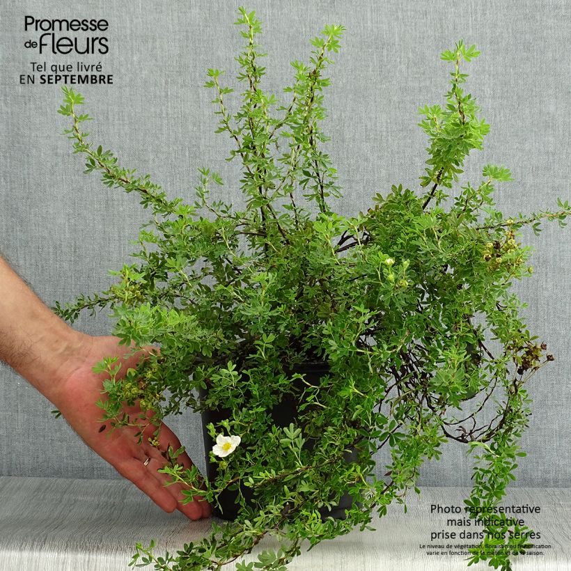 Esimerkki kesällä toimitetusta Pensashanhikki Princess Pink Queen Ruukku 2L / 3L-taimesta