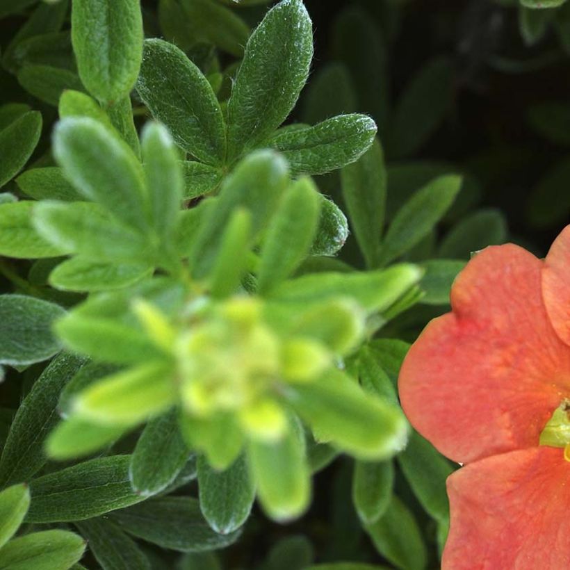 Pensashanhikki Red'issima (Lehvistö)