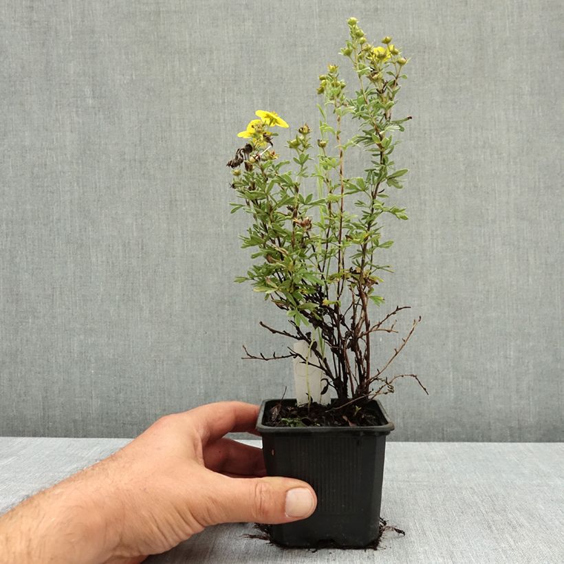 Esimerkki kesällä toimitetusta Pensashanhikki Sommerflor 8/9 cm taimiruukku-taimesta