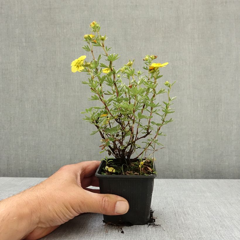 Esimerkki keväällä toimitetusta Pensashanhikki Sommerflor Taimiruukku 8/9 cm-taimesta