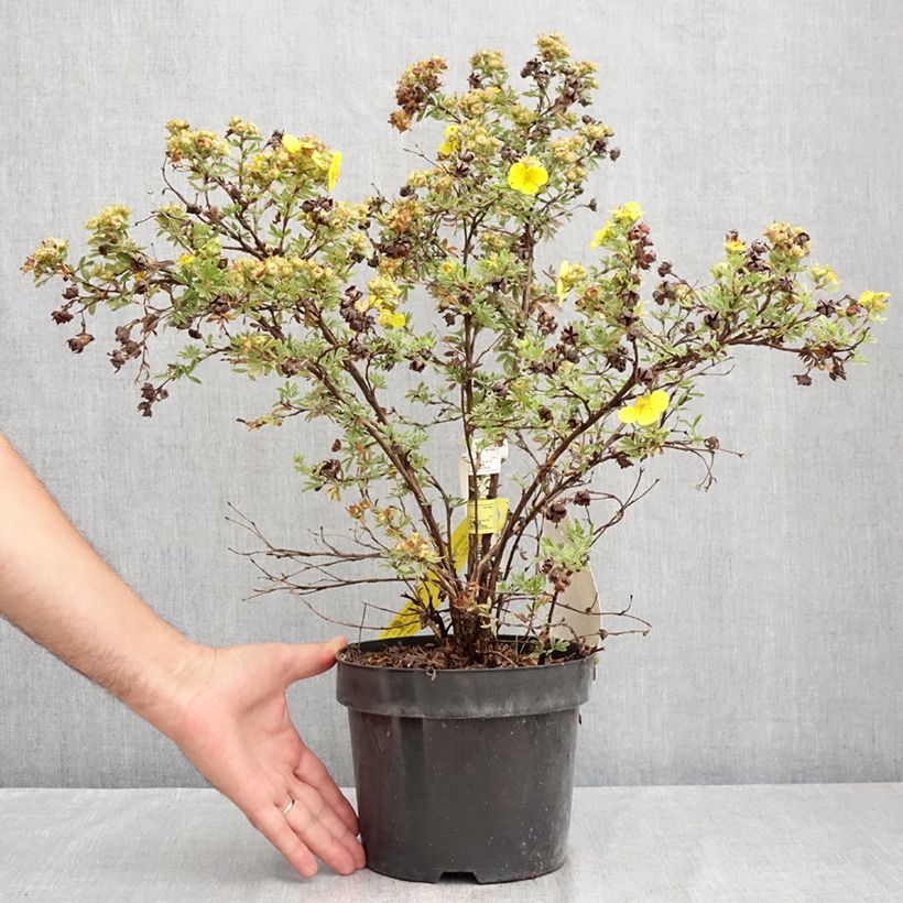 Esimerkki kesällä toimitetusta Pensashanhikki Sommerflor Ruukku 2L / 3L-taimesta