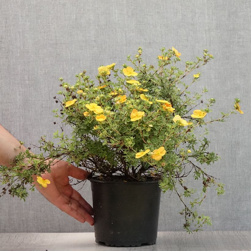Esimerkki kesällä toimitetusta Pensashanhikki Tangerine Ruukku 2L / 3L-taimesta