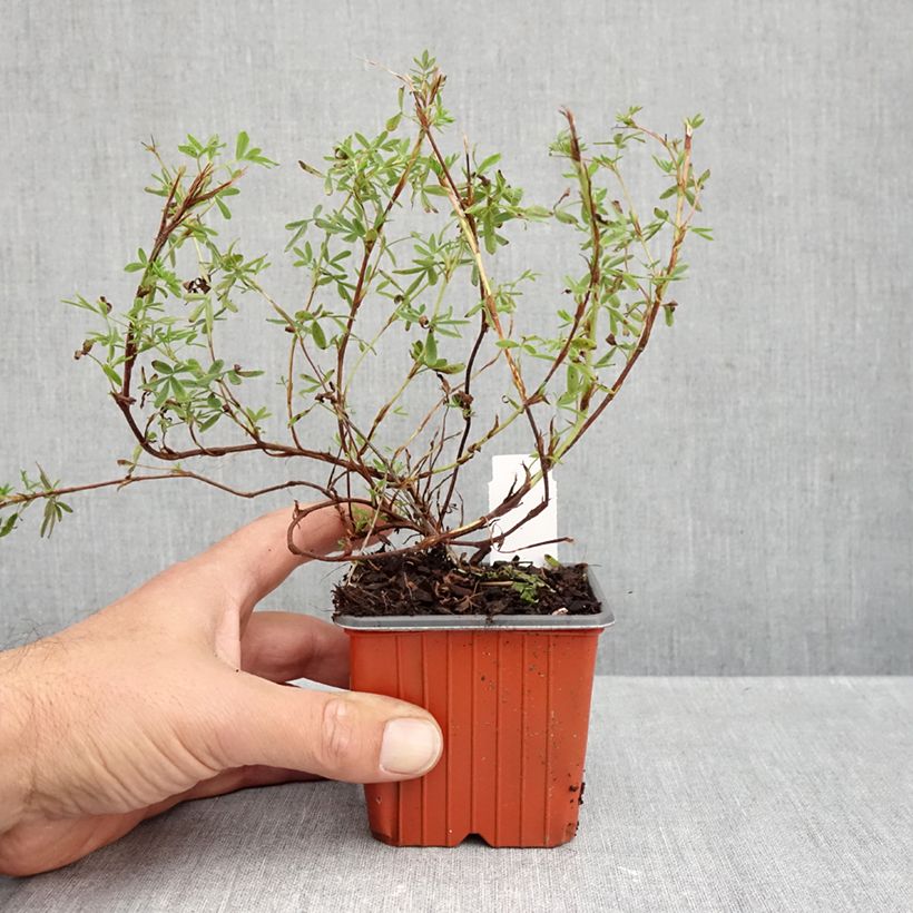 Esimerkki syksyllä toimitetusta Pensashanhikki Tangerine 8/9 cm taimiruukku-taimesta