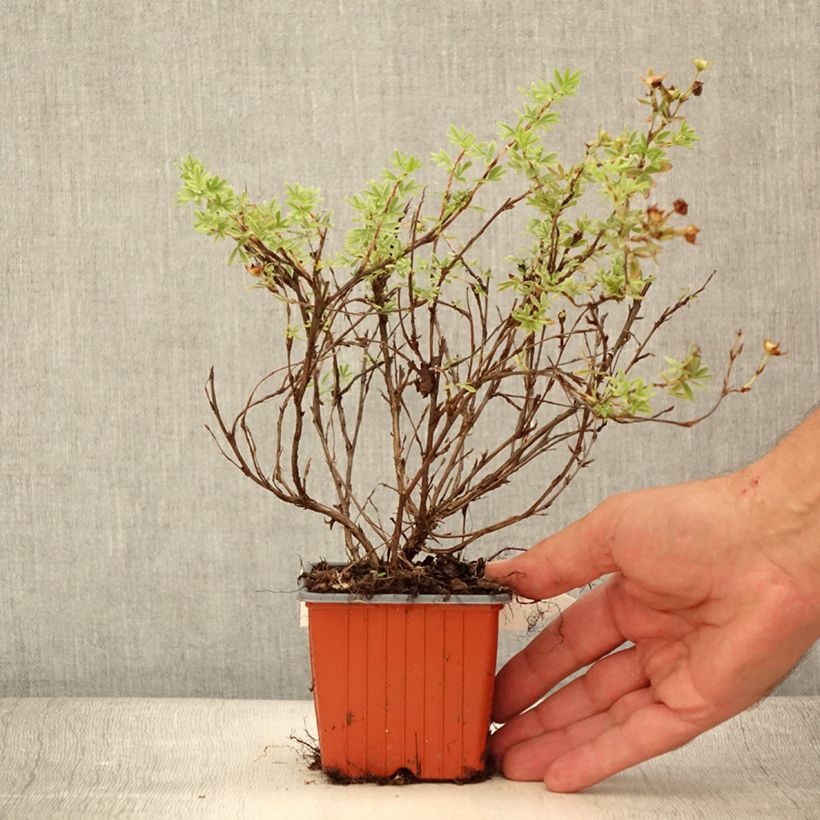 Esimerkki kesällä toimitetusta Pensashanhikki Tangerine Taimiruukku 8/9 cm-taimesta