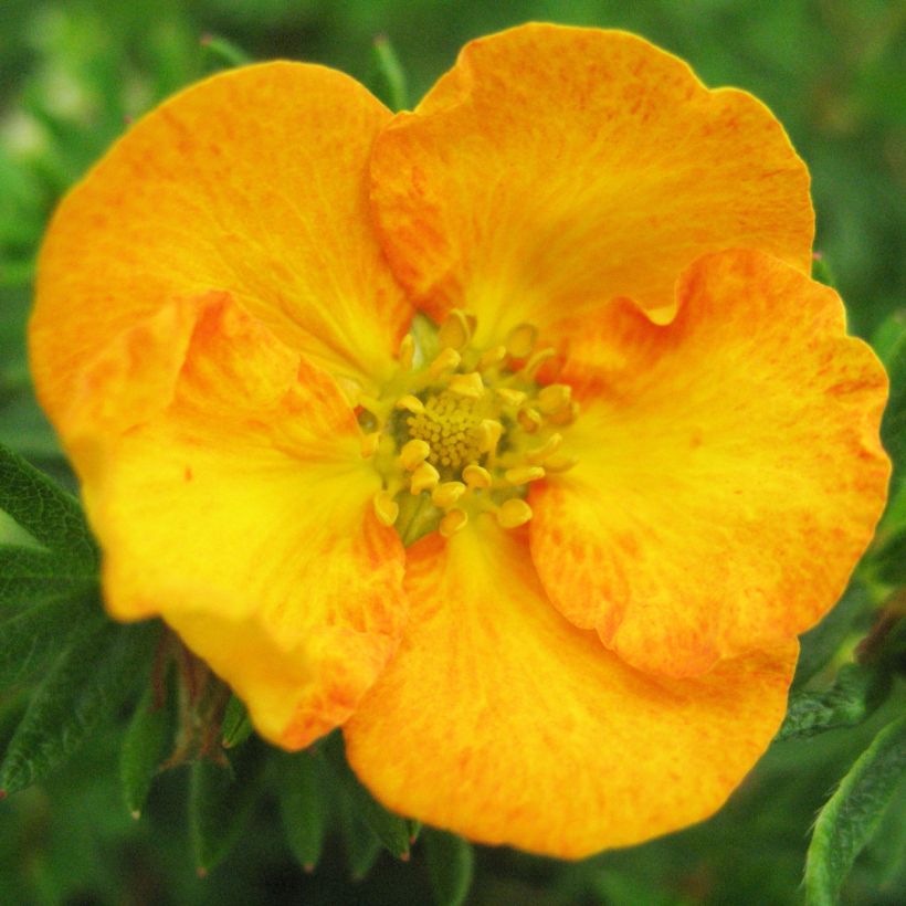 Pensashanhikki Tangerine (Kukinta)
