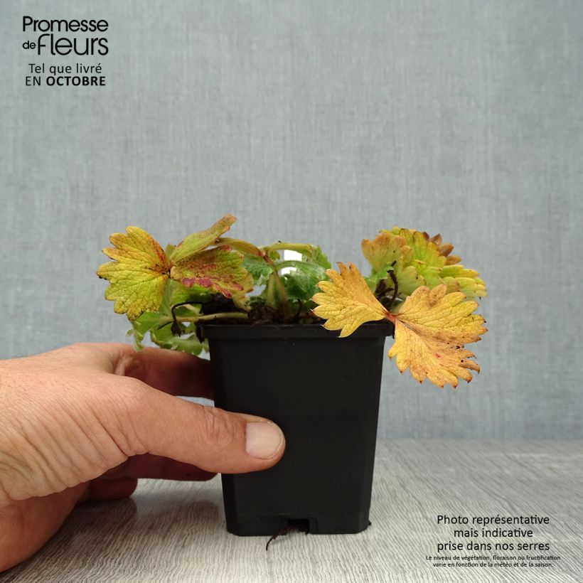 Esimerkki syksyllä toimitetusta Japaninhanhikki - Potentilla megalantha 8/9 cm taimiruukku-taimesta