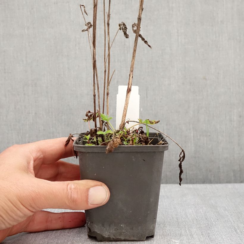 Esimerkki syksyllä toimitetusta Pystyhanhikki Warrenii 8/9 cm taimiruukku-taimesta