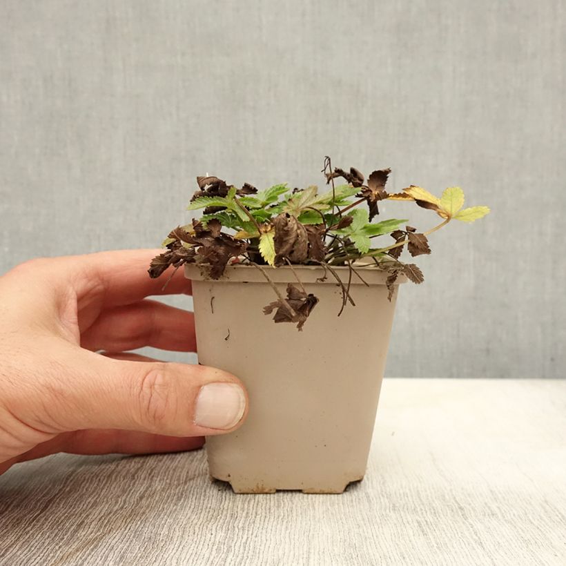 Esimerkki syksyllä toimitetusta Pystyhanhikki - Potentilla recta var. sulphurea 8/9 cm taimiruukku-taimesta