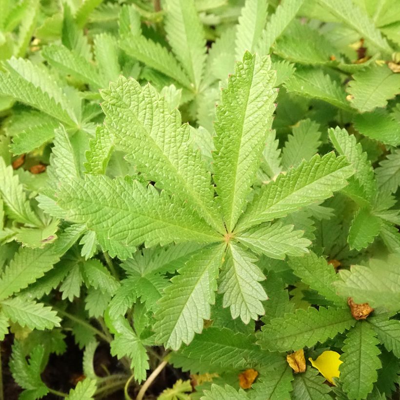 Pystyhanhikki var. sulphurea (Lehvistö)