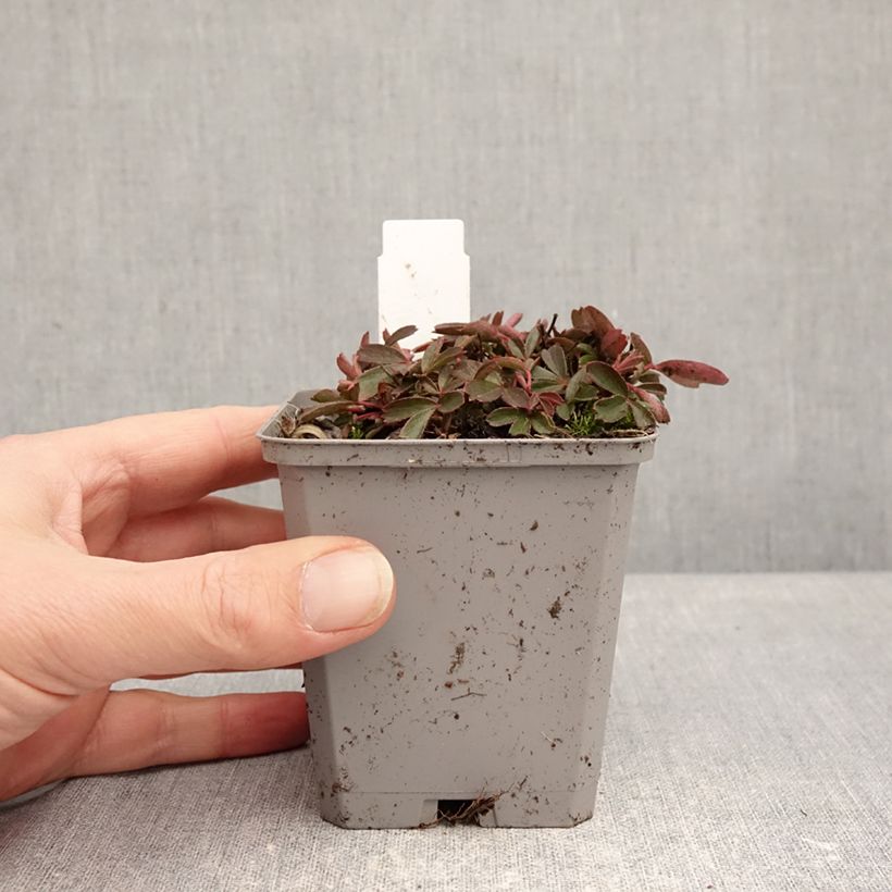 Esimerkki talvella toimitetusta Grönlanninhanhikki Nuuk Godet de 8/9 cm-taimesta