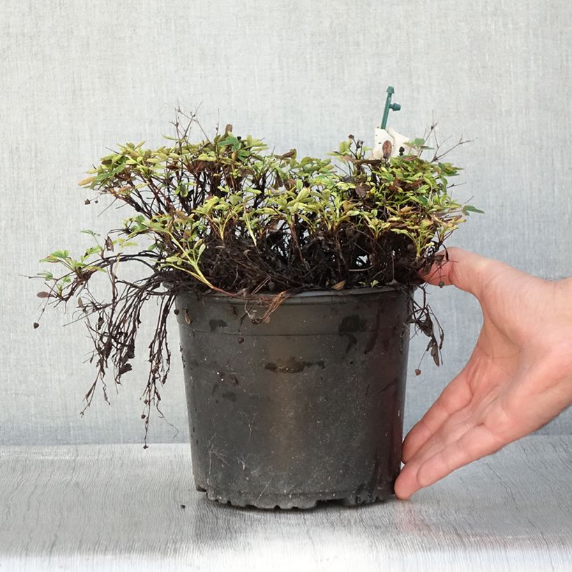 Esimerkki syksyllä toimitetusta Potentilla tridentata Nuuk - Potentille vivace Pot de 1,5L/2L-taimesta
