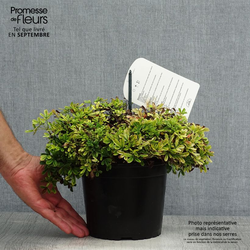 Esimerkki kesällä toimitetusta Grönlanninhanhikki Nuuk Pot de 1,5L/2L-taimesta