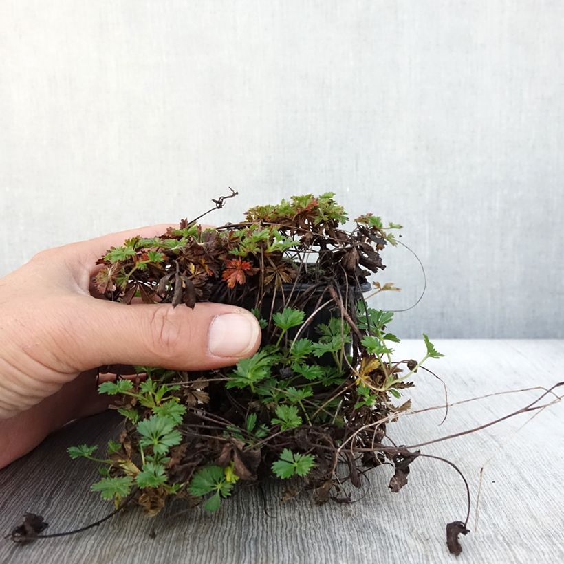 Esimerkki syksyllä toimitetusta Pikkuhanhikki - Potentilla verna (viridis) 8/9 cm taimiruukku-taimesta