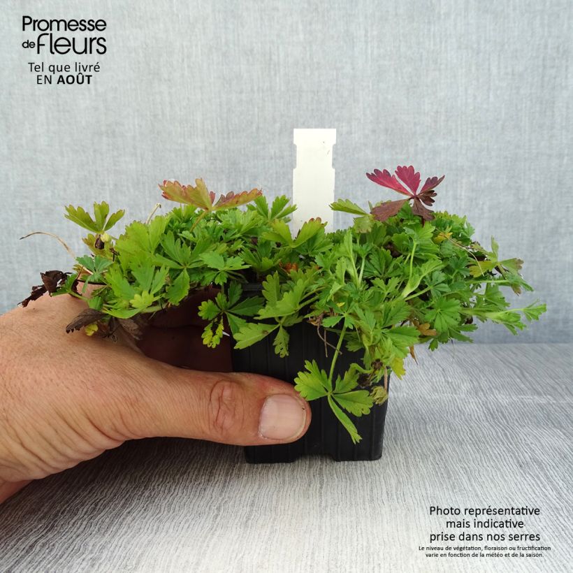 Esimerkki kesällä toimitetusta Pikkuhanhikki - Potentilla verna (viridis) Taimiruukku 8/9 cm-taimesta