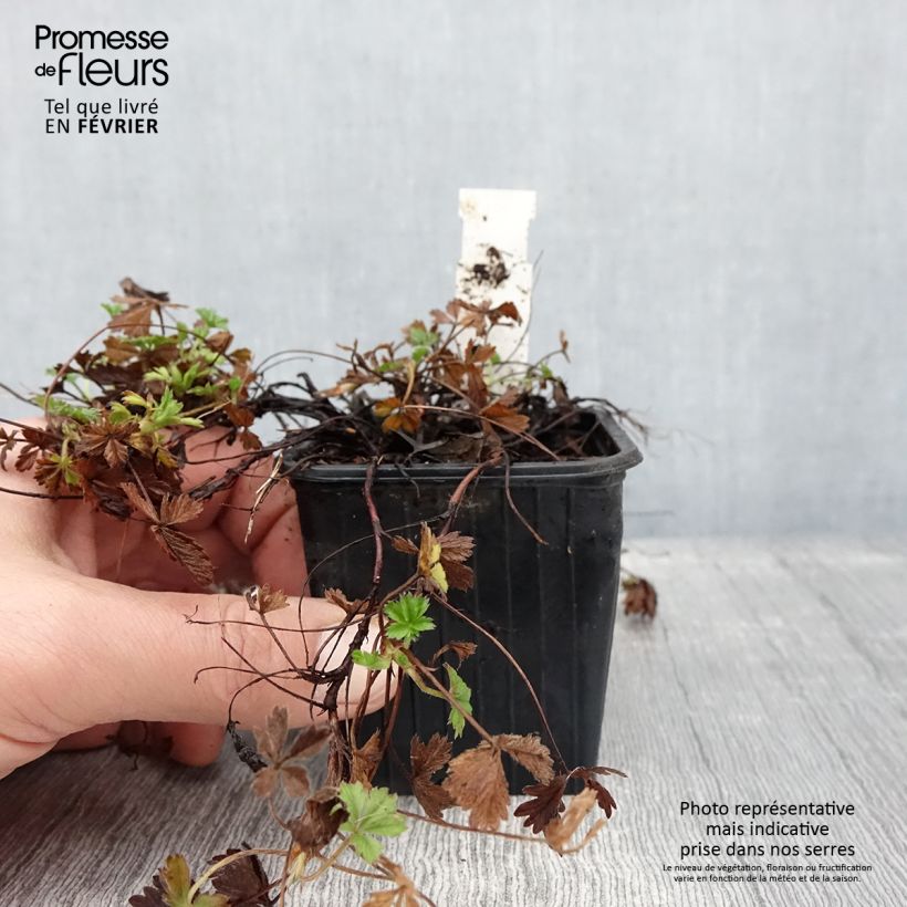Esimerkki talvella toimitetusta Potentilla verna - Potentille de printemps Godet de 8/9 cm-taimesta