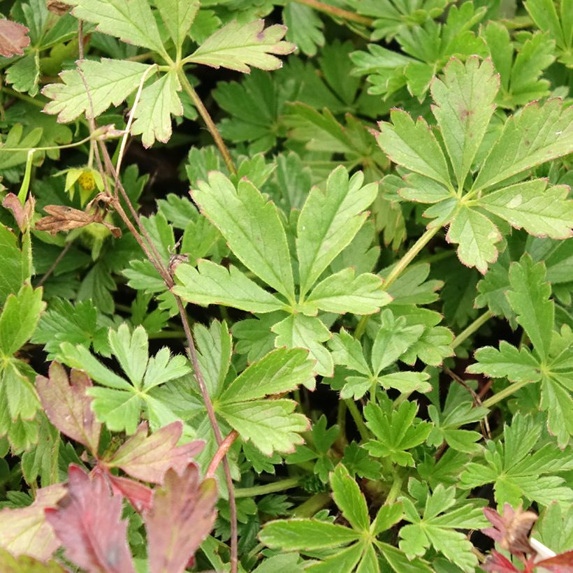 Pikkuhanhikki - Potentilla verna (viridis) (Lehvistö)