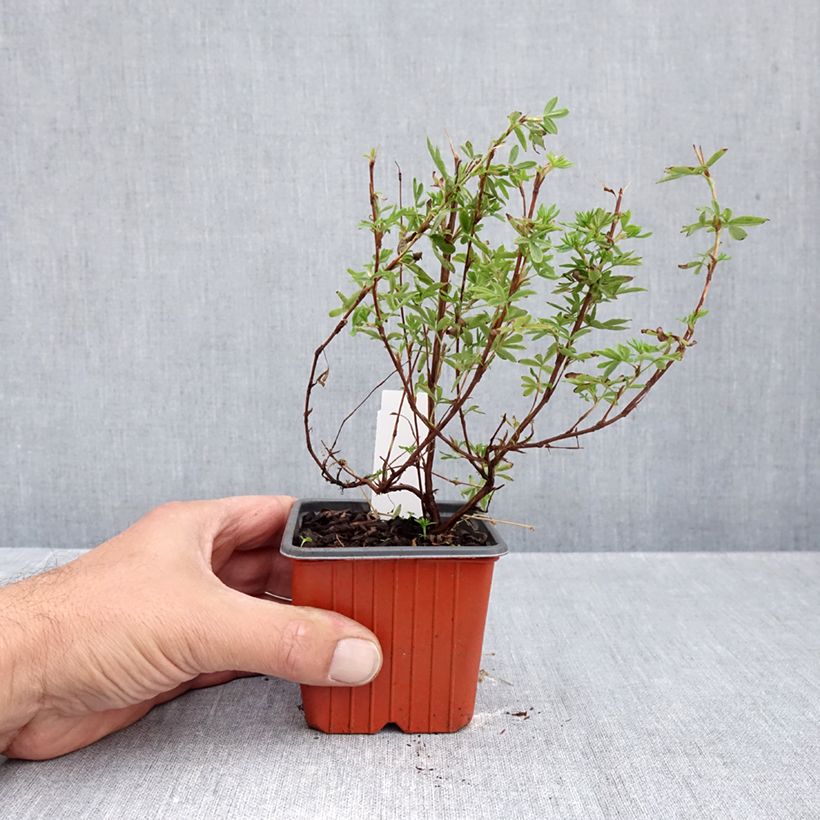 Esimerkki syksyllä toimitetusta Pensashanhikki Bella Apple 8/9 cm taimiruukku-taimesta