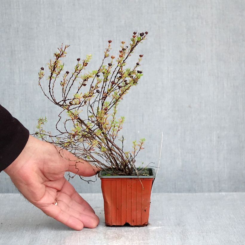 Esimerkki syksyllä toimitetusta Pensashanhikki Bella Lindsey 8/9 cm taimiruukku-taimesta