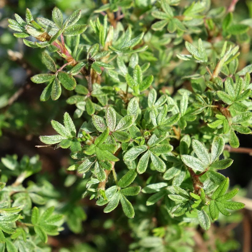 Pensashanhikki Bella Rosa (Lehvistö)