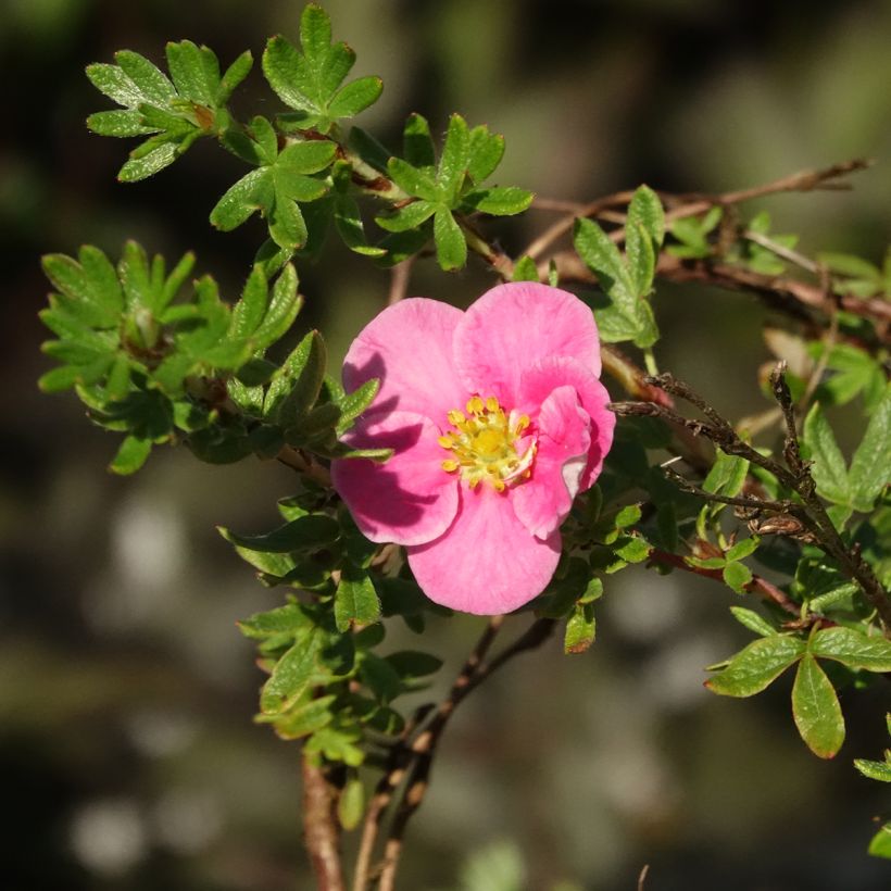 Pensashanhikki Bella Rosa (Kukinta)