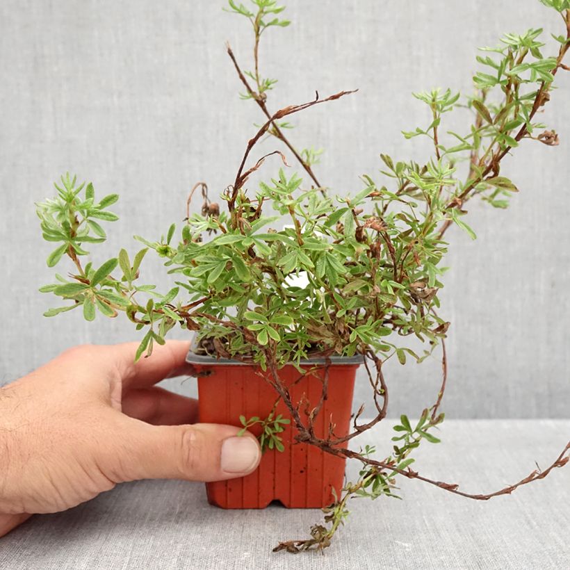 Esimerkki syksyllä toimitetusta Pensashanhikki Bella Rosa 8/9 cm taimiruukku-taimesta