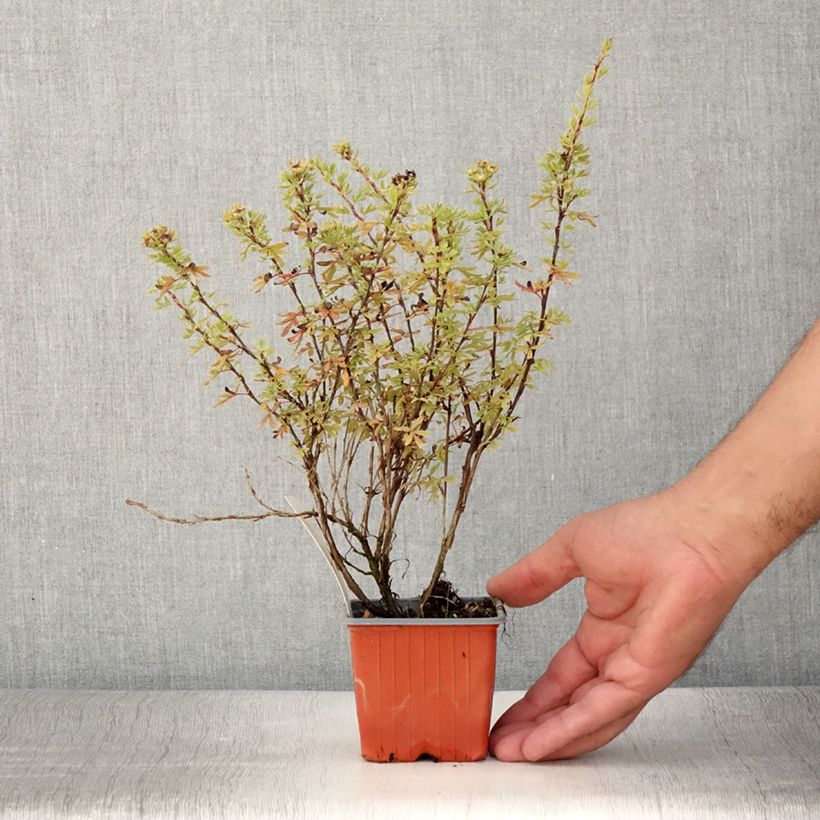 Esimerkki kesällä toimitetusta Pensashanhikki Bella Rosa 8/9 cm taimiruukku-taimesta
