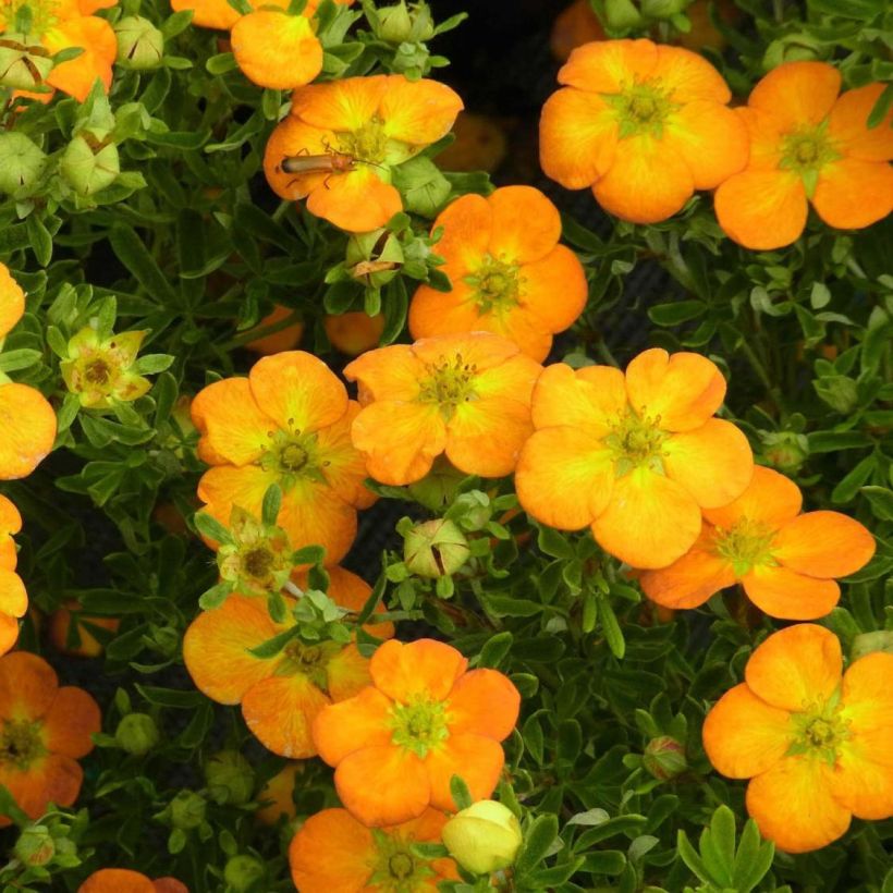 Pensashanhikki Bella Sol (´Hachdon´) (Kukinta)