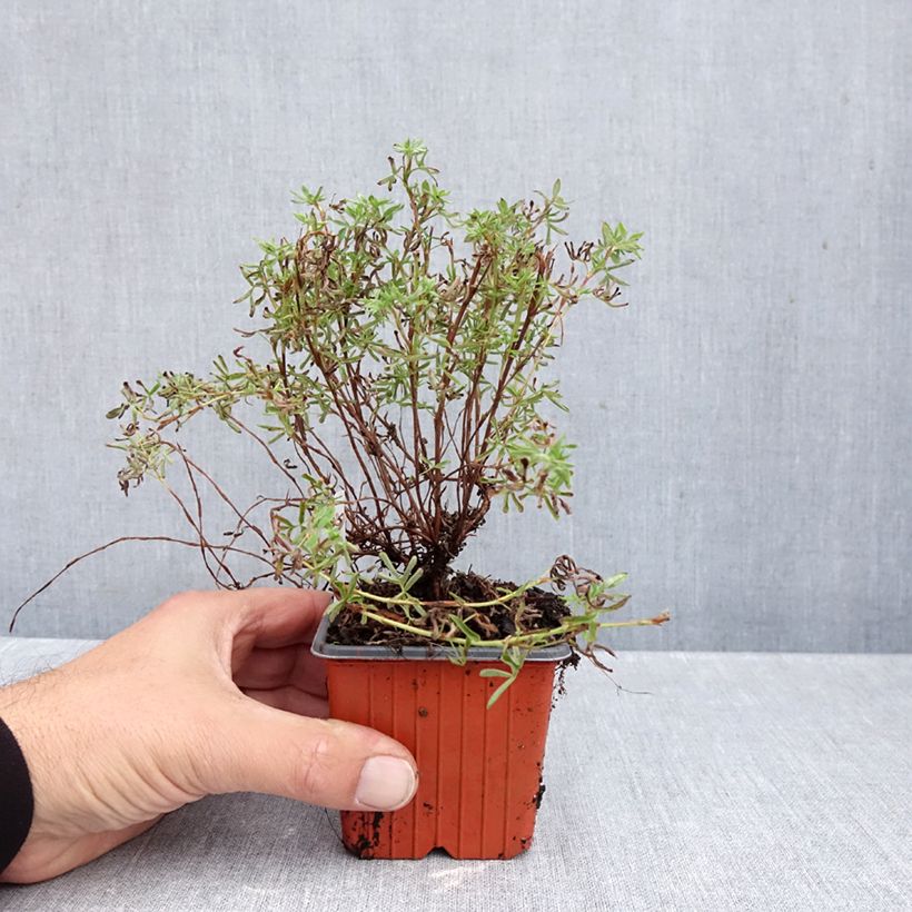 Esimerkki syksyllä toimitetusta Pensashanhikki Hopley's Orange 8/9 cm taimiruukku-taimesta