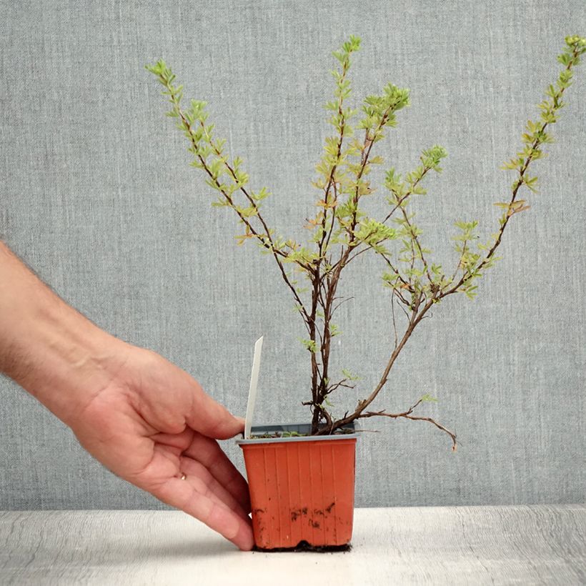 Esimerkki kesällä toimitetusta Pensashanhikki Hopley's Orange Taimiruukku 8/9 cm-taimesta
