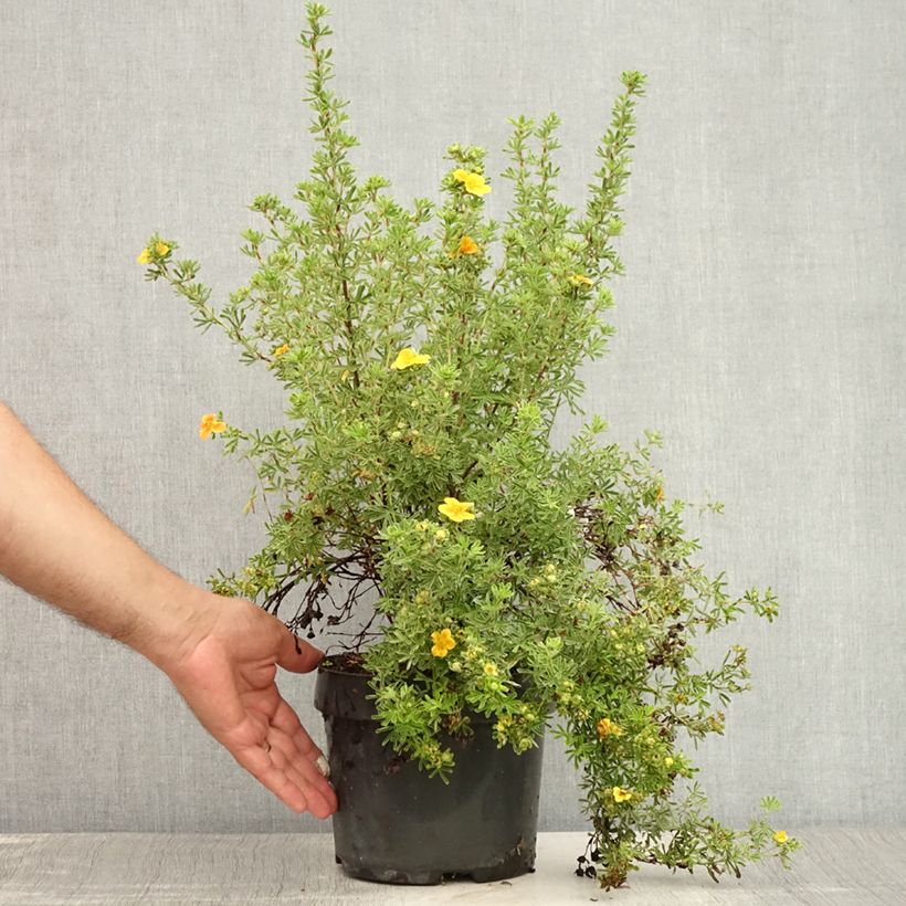 Esimerkki kesällä toimitetusta Pensashanhikki Hopley's Orange Ruukku 3L / 4L-taimesta