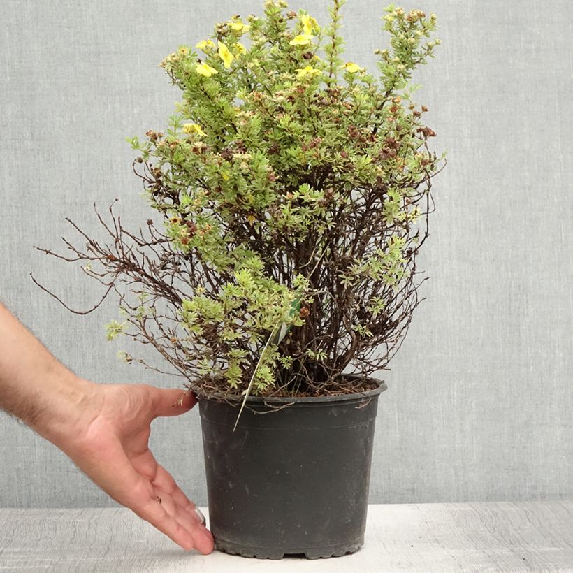 Esimerkki kesällä toimitetusta Pensashanhikki Kobold Pot de 3L/4L-taimesta