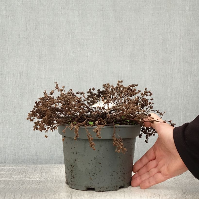 Esimerkki syksyllä toimitetusta Potentille arbustive - Potentilla fruticosa Bella Bianca Pot de 2L/3L-taimesta