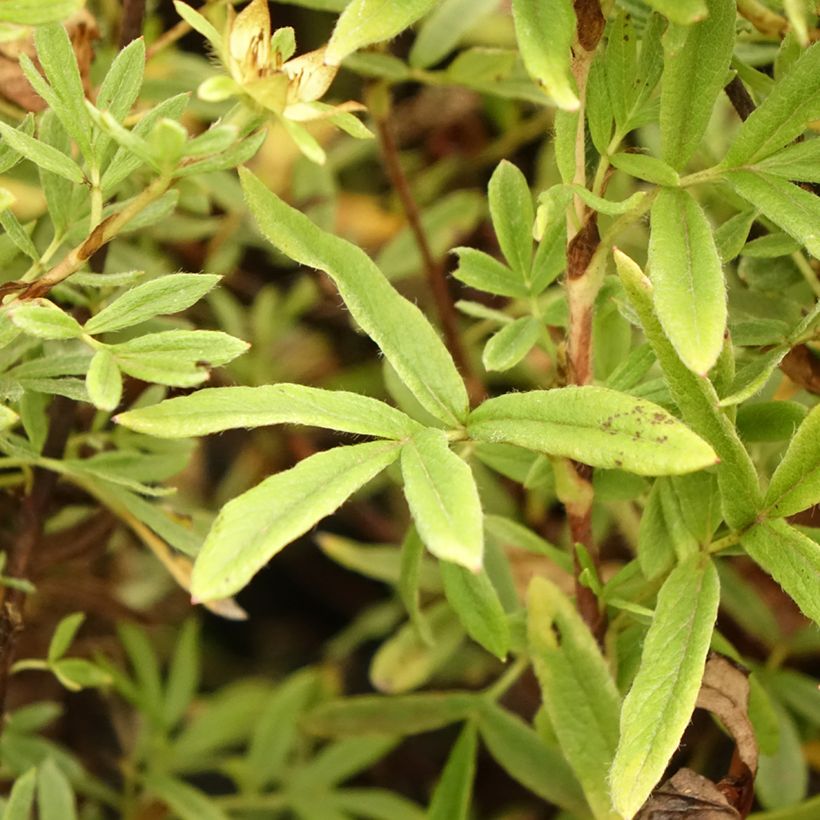 Pensashanhikki Creamissima (Lehvistö)