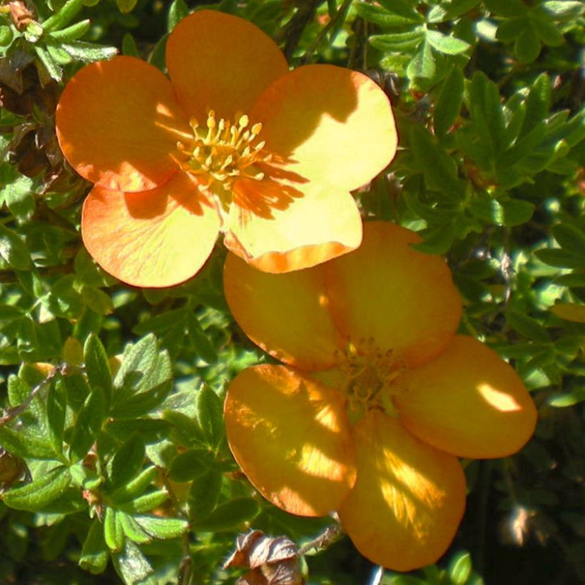Pensashanhikki Solar'issima (Kukinta)