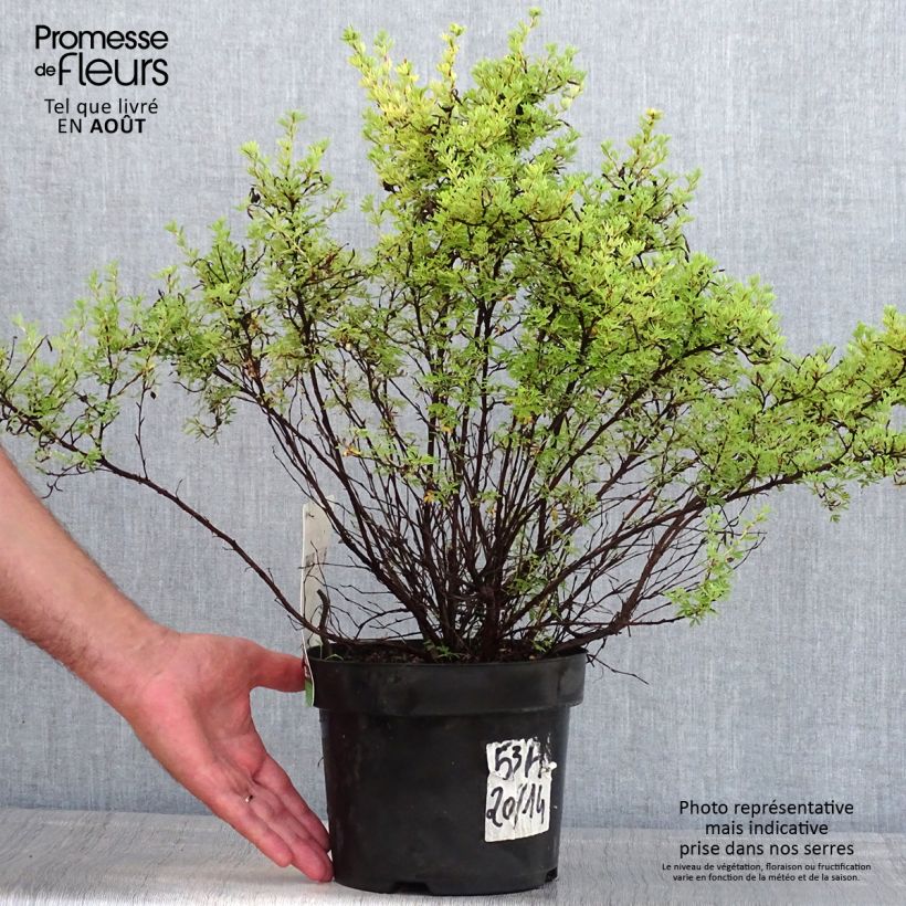 Esimerkki kesällä toimitetusta Pensashanhikki Red Lady Pot de 2L/3L-taimesta