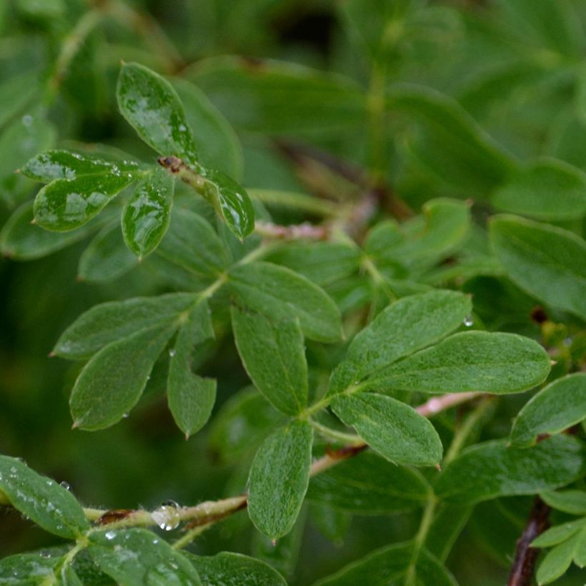 Pensashanhikki Abbotswood (Foliage)