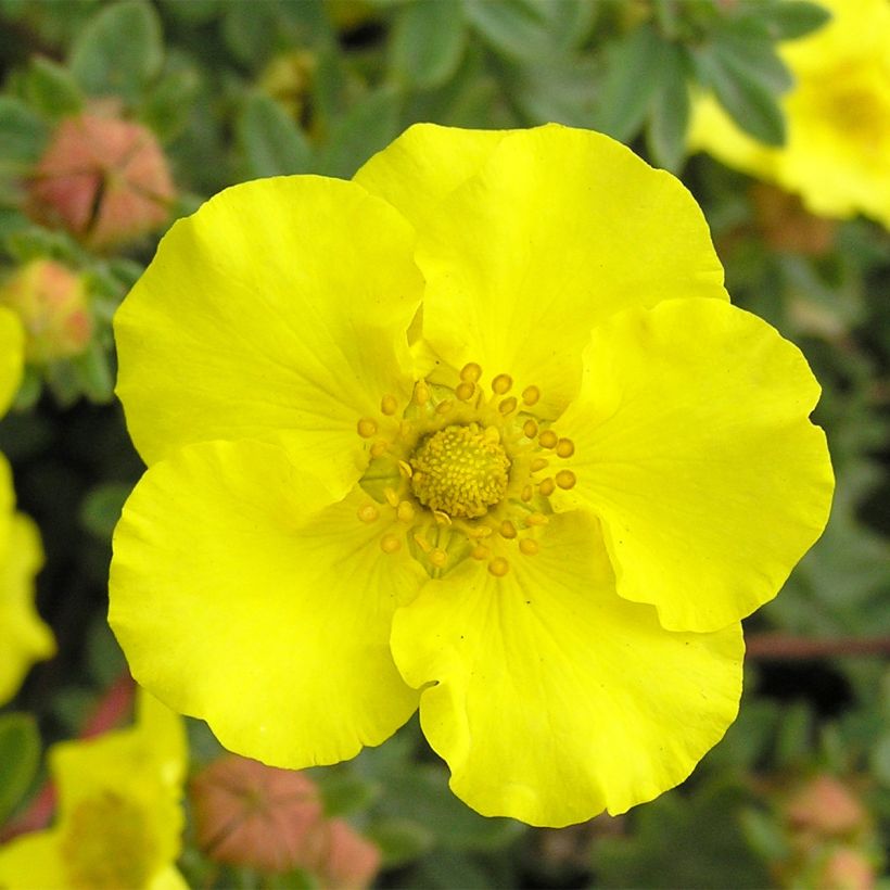 Pensashanhikki - Potentilla fruticosa (Kukinta)