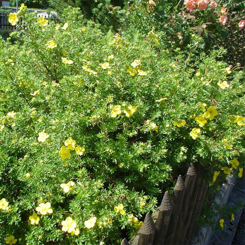 Pensashanhikki - Potentilla fruticosa (Kasvutapa)