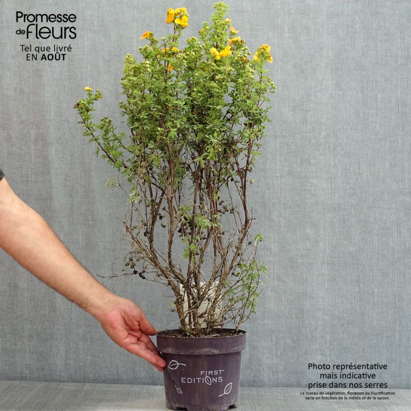 Esimerkki kesällä toimitetusta Pensashanhikki Mandarin Tango Pot de 2L/3L-taimesta
