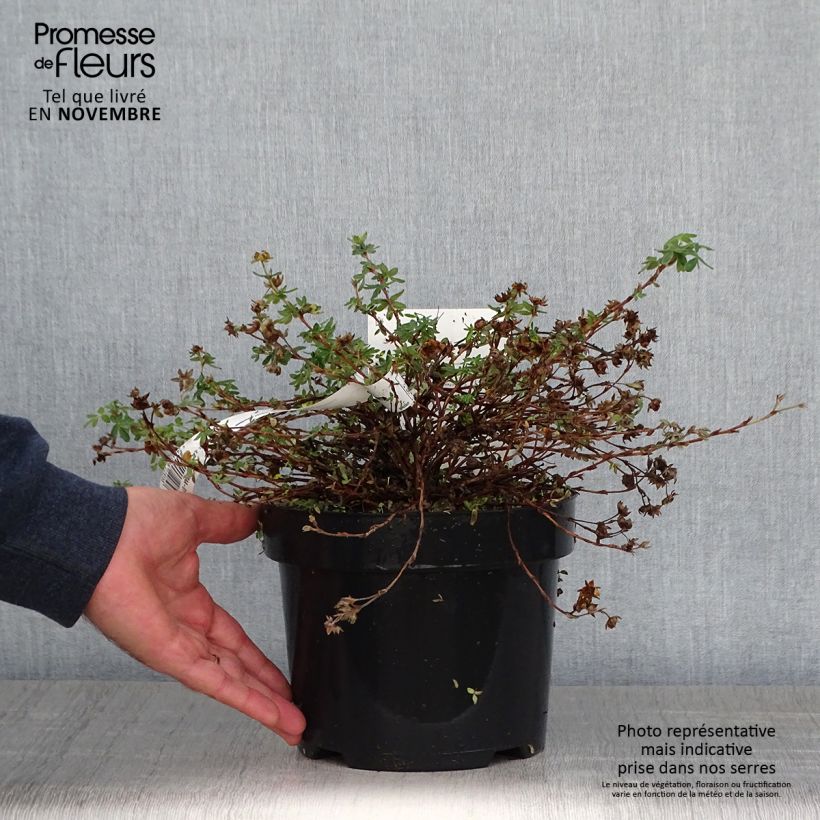 Esimerkki syksyllä toimitetusta Pensashanhikki Medicine Wheel Mountain 2 litran/3 litran ruukku-taimesta