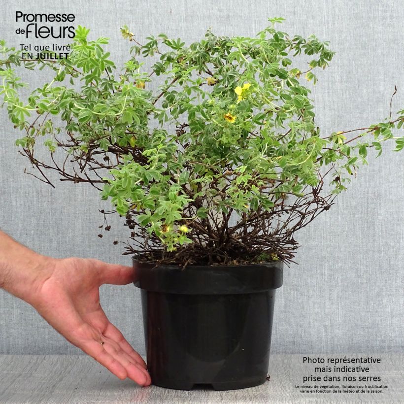 Esimerkki kesällä toimitetusta Pensashanhikki Medicine Wheel Mountain Ruukku 2L / 3L-taimesta