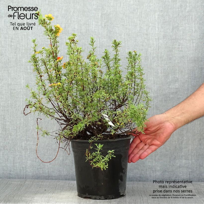 Esimerkki kesällä toimitetusta Pensashanhikki Orangissima Pot de 4L/5L-taimesta