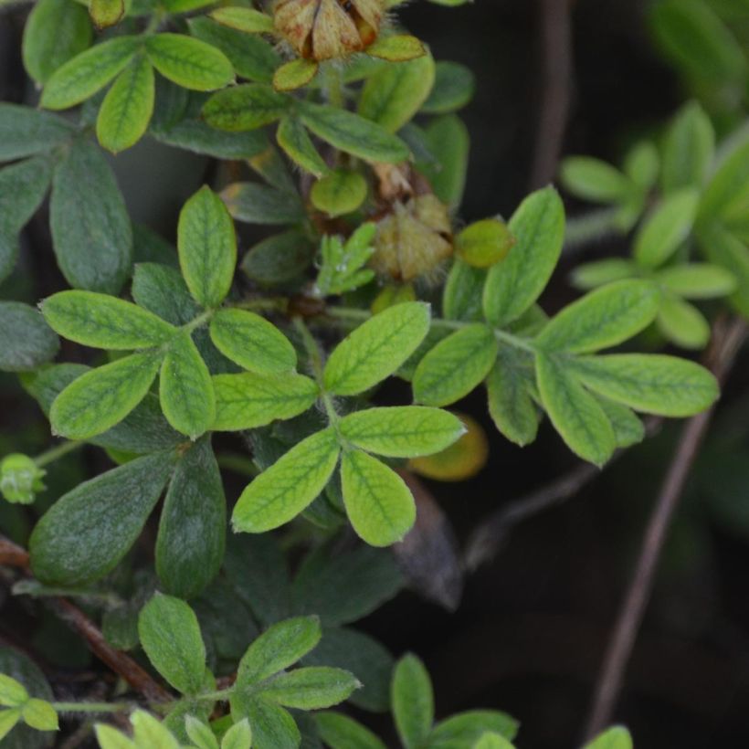 Pensashanhikki Primrose Beauty (Lehvistö)