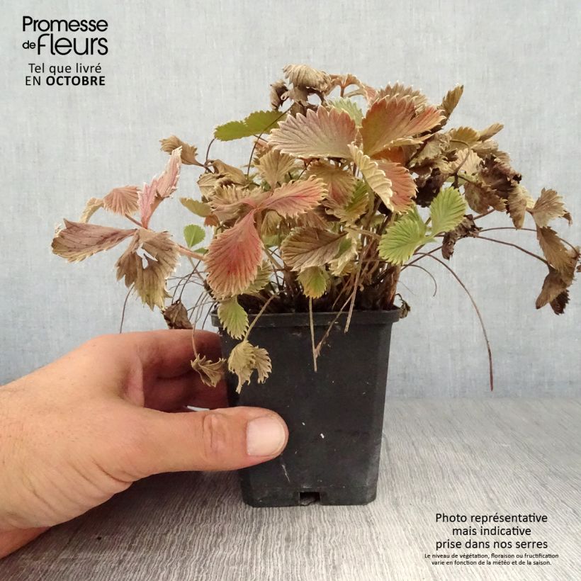 Esimerkki syksyllä toimitetusta Verihanhikki - Potentilla atrosanguinea 8/9 cm taimiruukku-taimesta